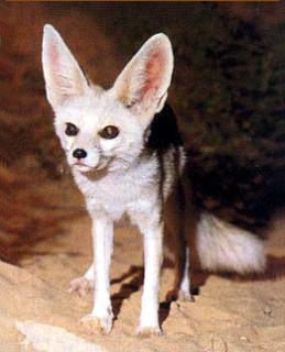 Desert Fox